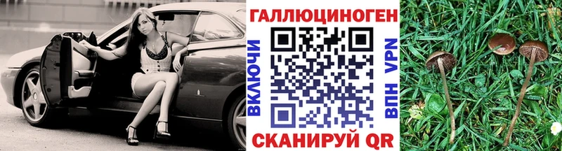 Купить где  Кедровый  Псилоцибиновые грибы Psilocybine cubensis 